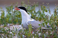 Visdiefje (Sterna hirundo)