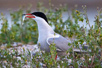 Visdiefje (Sterna hirundo)