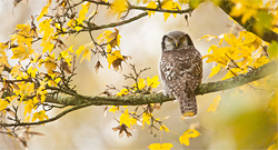 Vogels