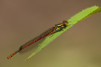 Vuurjuffer (Pyrrhosoma nymphula)