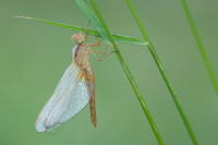 Vuurlibel (Crocothemis erythraea)