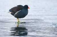 Waterhoen (Gallinula chloropus)