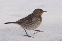 Waterpieper (Anthus spinoletta)