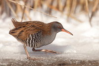 Waterral (Rallus aquaticus)