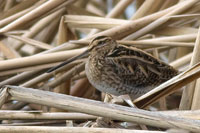 Watersnip (Gallinago gallinago)