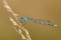 Watersnuffel (Enallagma cyathigerum)