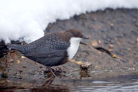 Waterspreeuw (Cinclus cinclus)