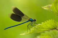 Weidebeekjuffer (Calopteryx splendens)