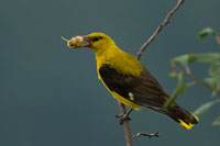 Wielewaal (Oriolus oriolus)