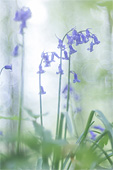 Wilde hyacint (Hyacinthoides non-scripta)