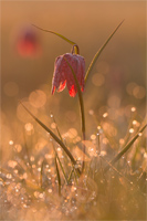 Wilde kievitsbloem (Fritillaria meleagris)