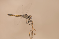 Windvaantje (Selysiothemis nigra)