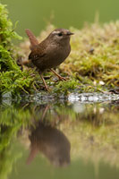 Winterkoning (Troglodytes troglodytes)