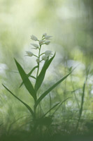 Wit bosvogeltje (Cephalanthera longifolia)