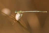 Witte breedscheenjuffer (Platycnemis latipes)