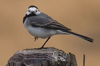 Witte kwikstaart (Motacilla alba)