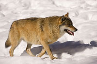 Wolf (Canis lupus)