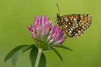 Woudparelmoervlinder (Melitaea diamina)