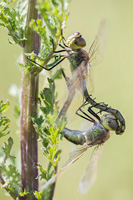 Zadellibel (Anax ephippiger)