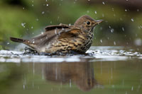 Zanglijster (Turdus philomelos)