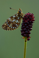 Zilveren maan (Boloria selene)