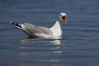 Zilvermeeuw (Larus argentatus)