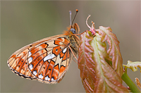 Zilvervlek (Boloria euphrosyne)