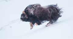 Zoogdieren
