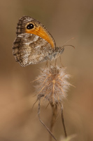 Zuidelijk oranje zandoogje (Pyronia cecilia)