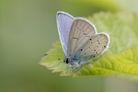 Zuidelijk staartblauwtje (Cupido alcetas)