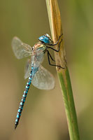 Zuidelijke glazenmaker (Aeshna affinis)