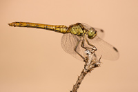 Zuidelijke heidelibel (Sympetrum meridionale)