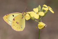 Zuidelijke luzernevlinder (Colias alfacariensis)