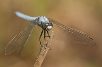 Zuidelijke oeverlibel (Orthetrum brunneum)