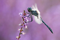 Zwarte heidelibel (Sympetrum danae)