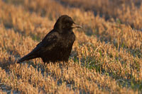 Zwarte kraai (Corvus corone)