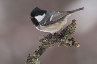 Zwarte mees (Periparus ater)