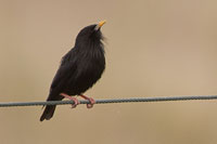 Zwarte spreeuw (Sturnus unicolor)