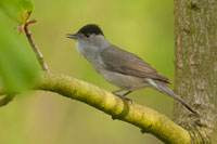 Zwartkop (Sylvia atricapilla)