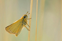 Zwartspriet dikkopje (Thymelicus lineola)