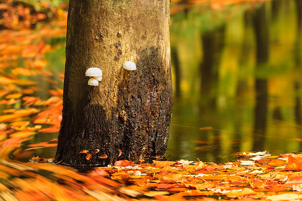 Hierdense beek gefotografeerd door Frank Peters