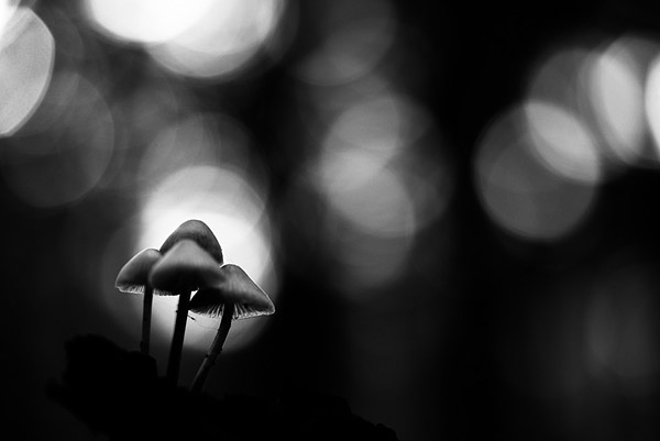 Mycena groepje gefotografeerd door Frans Tijink