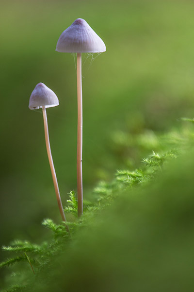 Mycena's gefotografeerd door Inge van den Akker