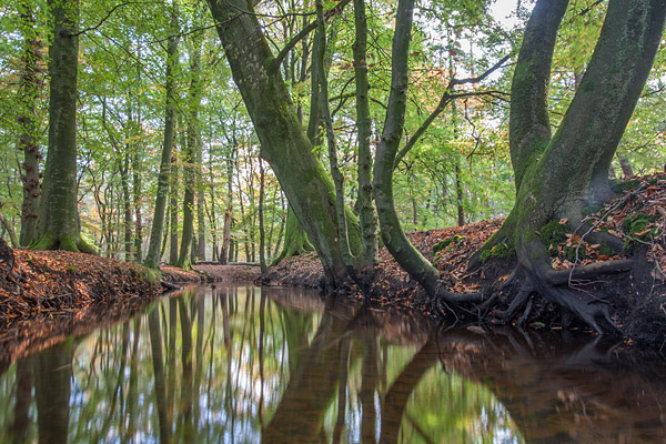 Hierdense beek gefotografeerd door Emile Vente