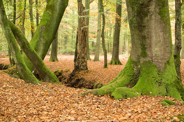 Herfstlandschap gefotografeerd door Ton Winkel