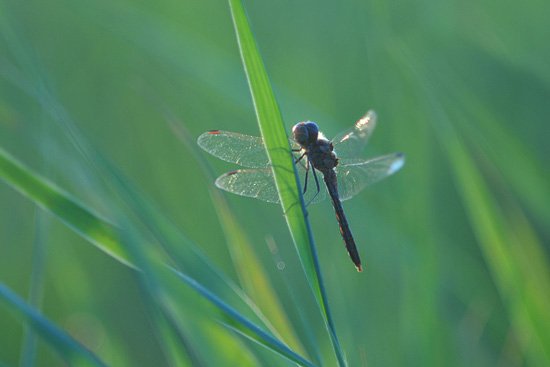 Steenrode heidelibel, gefotografeerd tijdens een workshop macrofotografie.