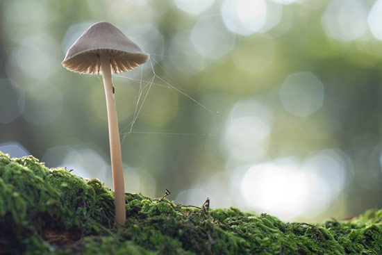 Mycena door Chris Baars