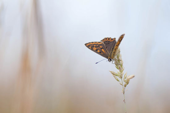 Foto van een vuurvlinder tijdens mijn workshop vlinders fotograferen op de Hoge Veluwe.