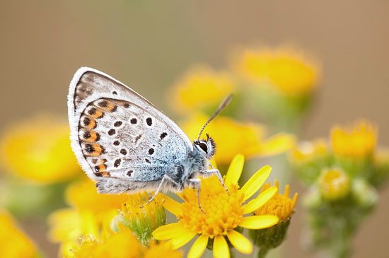 Foto van een vuurvlinder tijdens mijn workshop vlinders fotograferen op de Hoge Veluwe.