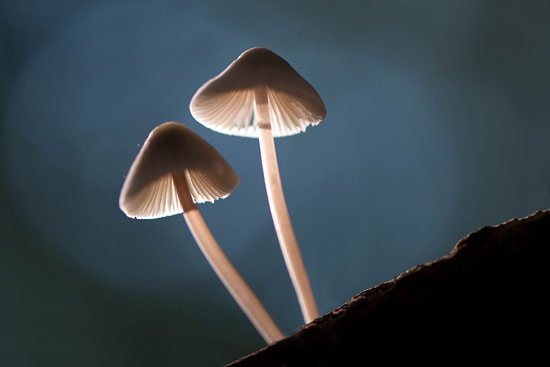 Mycena door Jean Marthoud